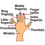 hand-fingers